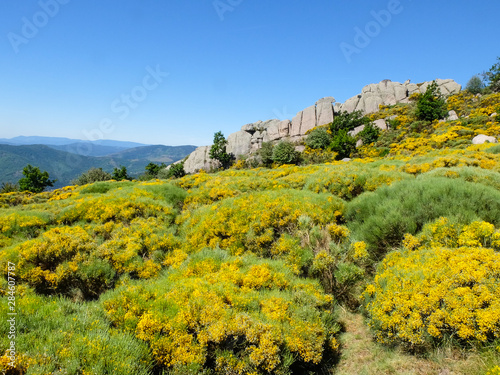 Rocks and brooms in the moor Cévennes mountains,  France