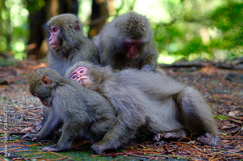 Grooming japanese monkeys in Yakushima, Japan