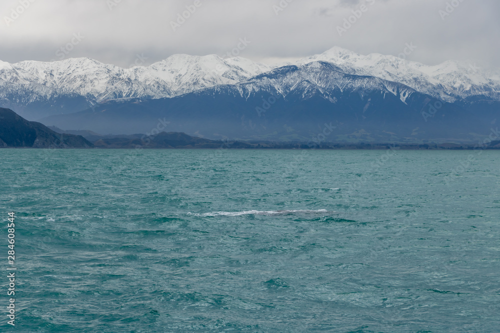 Kaikoura Snowy Mountain Range with Sperm Whale just bellow surface 
