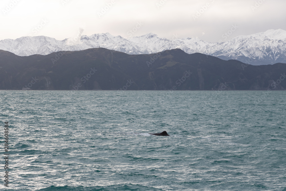 Sperm Whale Fin with Kaikoura Mountains in Background 