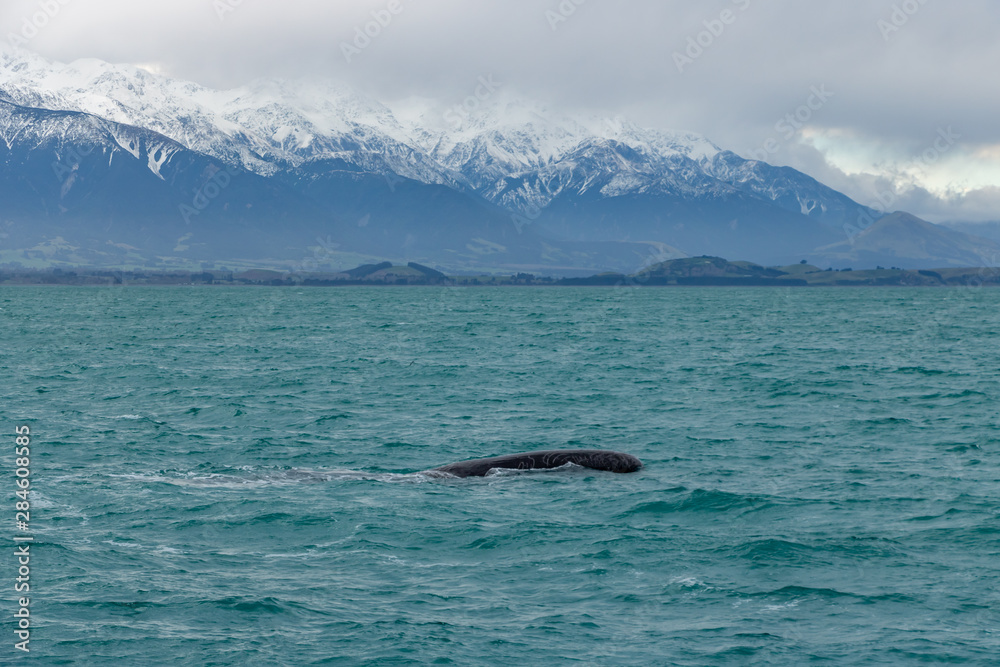 Fototapeta premium Sperm Whale with New Zealand Kaikoura mountains in background 