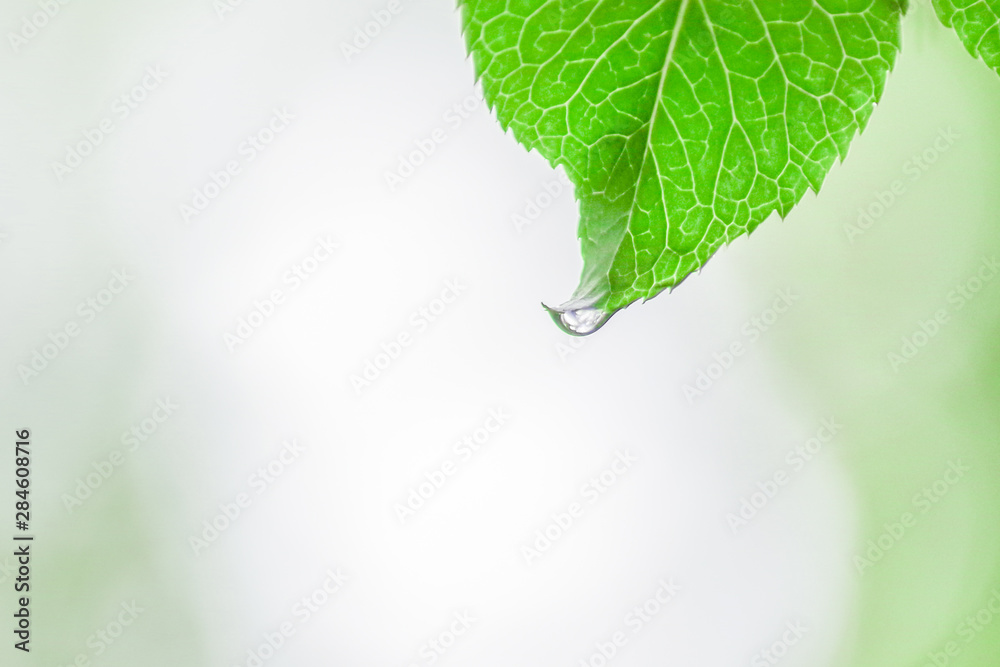 Fototapeta premium 新緑と木漏れ日