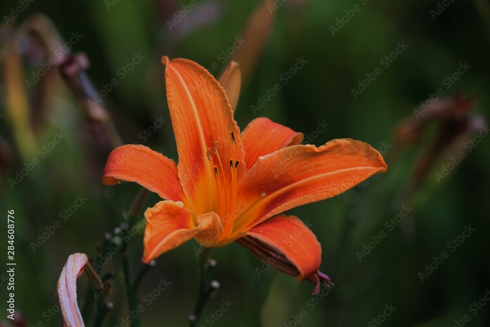orange lily flower in garden