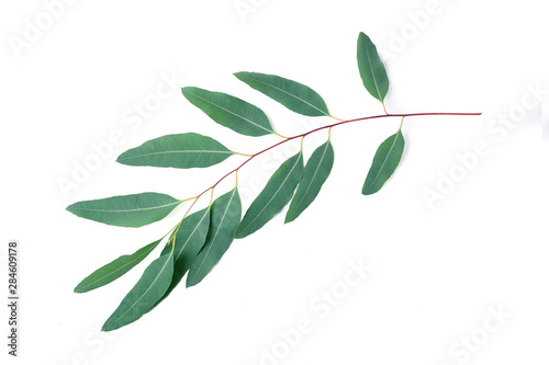 Eucalyptus leaves on white  background .top view © Suraphol