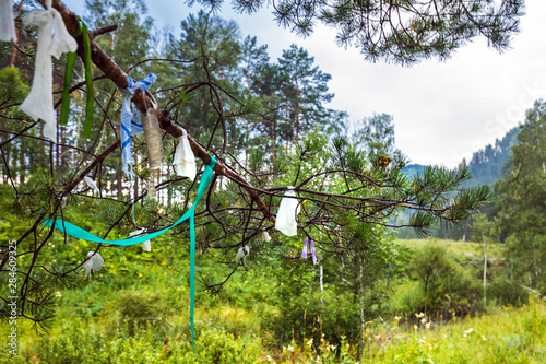 Ribbons on the branches of the tree - Kyra. Gorny Altai  Siberia  Russia