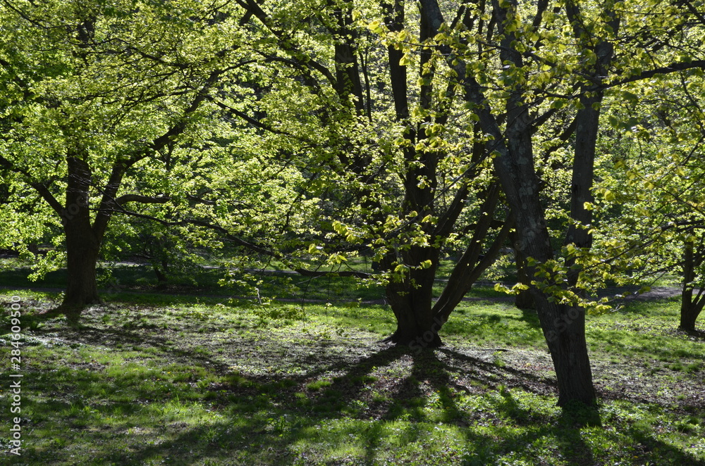 trees in the park