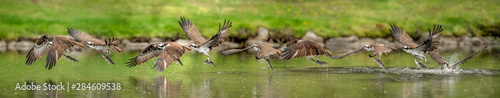 Osprey Fishing Sequence