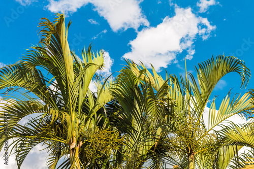 palm trees against blue sky