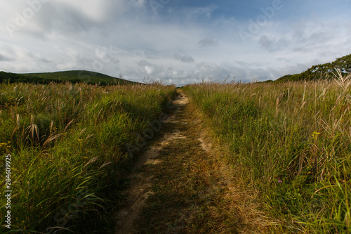 A dirt path in the middle of a green meadow goes into the distance