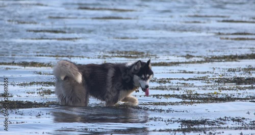 Husky wolf dog breed walking in shallow water wagging tail slow motion