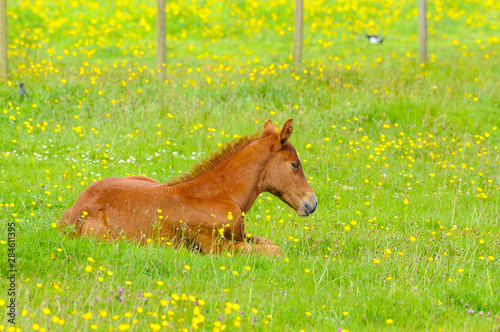 Little brown baby horse laying on a fresh green grass with yellow flowers in the mountain meadow. Concepts  Baby  sleeping  farm