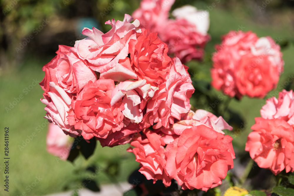 rose