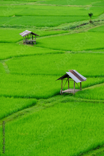 Green terraced rice field in thailand