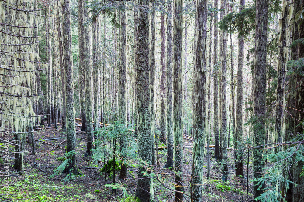 Obraz premium Green forest