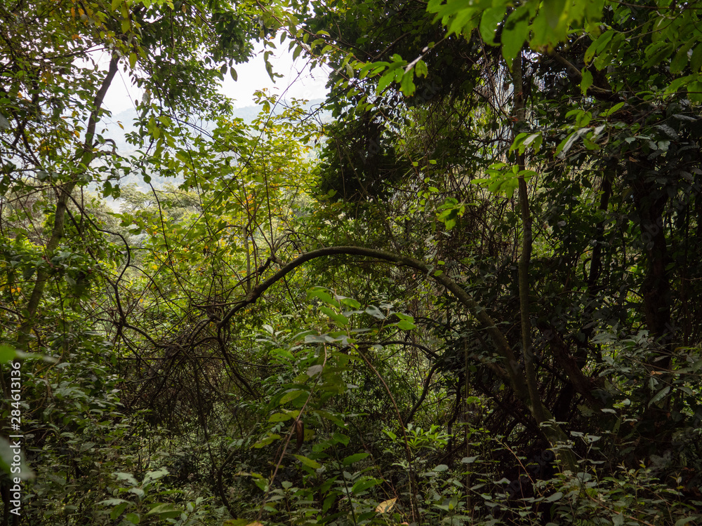 Bwindi Impenetrable Forest National Park, Uganda Bwindi Impenetrable Forest National Park, Uganda