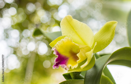 Yellow orchid with green bokeh background