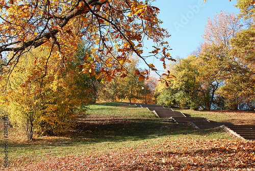 Autumn  autumn park with fallen leaves