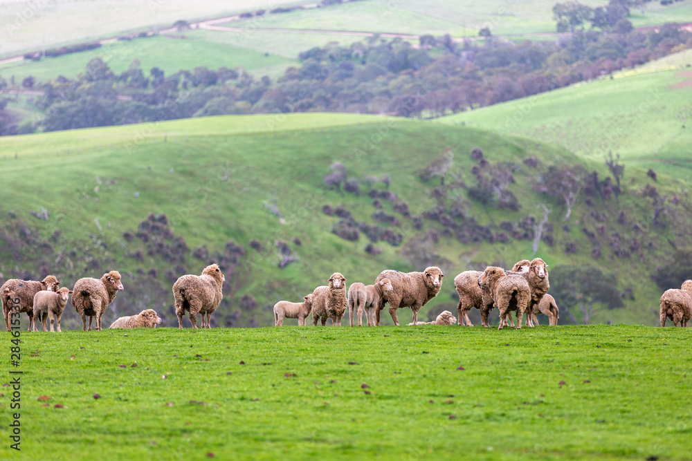 Sheep and baby lambs on a green field with rolling mountains in the background in myponga south australia on the 16th July 2019 Sheep and baby lambs on a green field with rolling mountains in the background in myponga south australia on the 16th July 2019