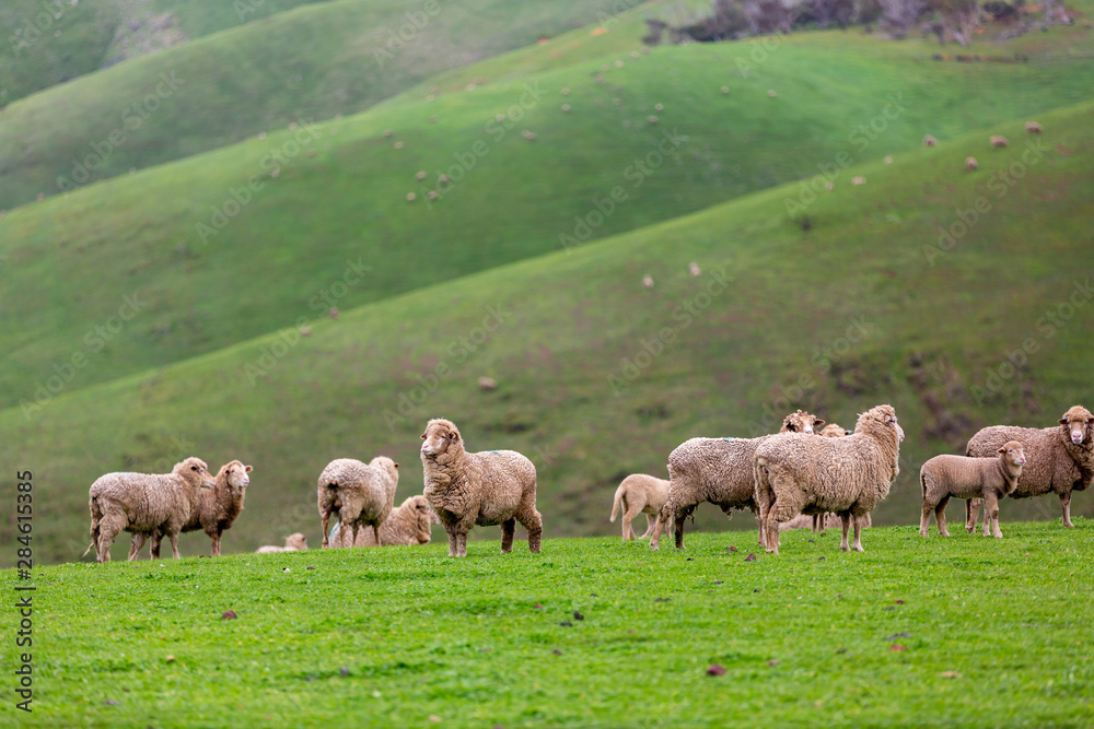 Sheep and baby lambs on a green field with rolling mountains in the background in myponga south australia on the 16th July 2019