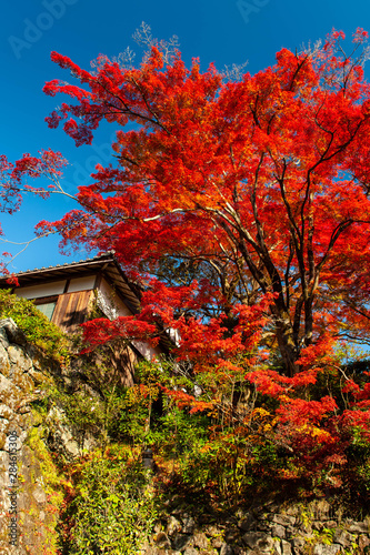 青空の下の石垣の真っ赤な紅葉 © sigmaphoto