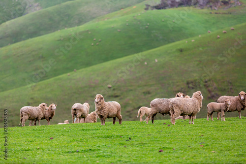 Sheep and baby lambs on a green field with rolling mountains in the background in myponga south australia on the 16th July 2019