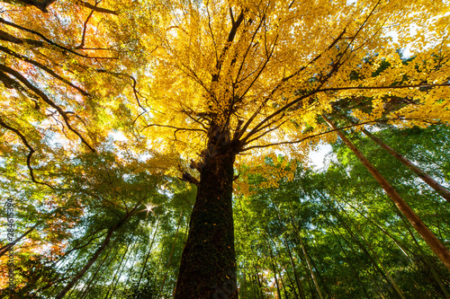 下から見上げた黄色い葉の大きな銀杏の木 Stock Photo Adobe Stock