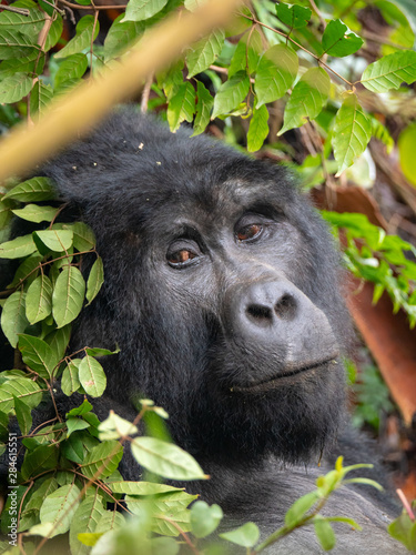 Silver Back Gorilla in natural habitat in Uganda © hyserb