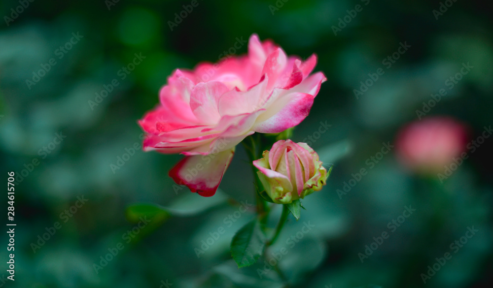 rose, flower, pink, nature, garden, plant, green, red, beautiful, bloom, blossom, flowers, petal, beauty, love, flora, petals, roses, macro, bud, spring, floral, leaf, bright, leaves