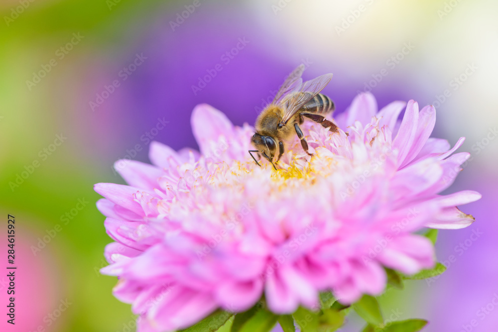 Bee picking pollen o autumn flower. Beauty colorful natural background. Bee picking pollen o autumn flower. Beauty colorful natural background.
