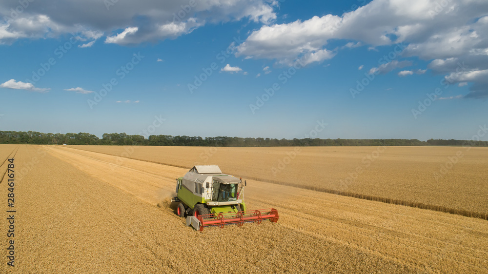 Obraz premium Aerial view combine (harvester) harvesting on wheat field, cloudy sky