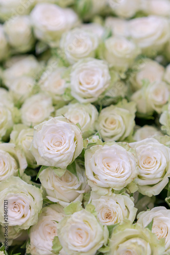 isolated close-up of a huge bouquet of white roses. Many white roses as a floral background. vertical photo