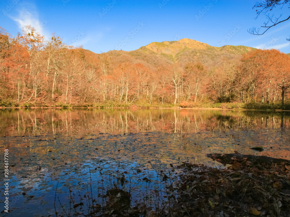 Obraz premium 刈込池と紅葉（夕方） 福井県大野市