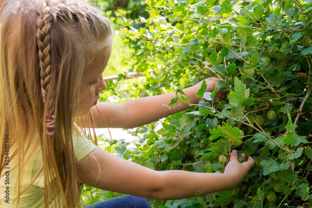 Fototapeta premium Little girl with white hair tears gooseberry berries from a bush