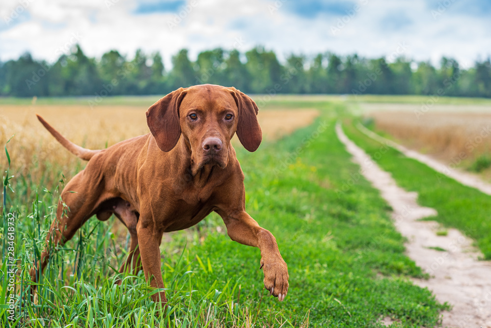 Crouching hunting dog. Closeup portrait of a Hungarian vyzhly. Crouching hunting dog. Closeup portrait of a Hungarian vyzhly.