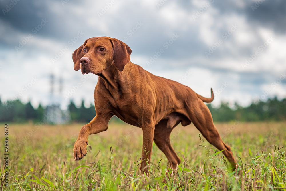 Crouching hunting dog. Closeup portrait of a Hungarian vyzhly.