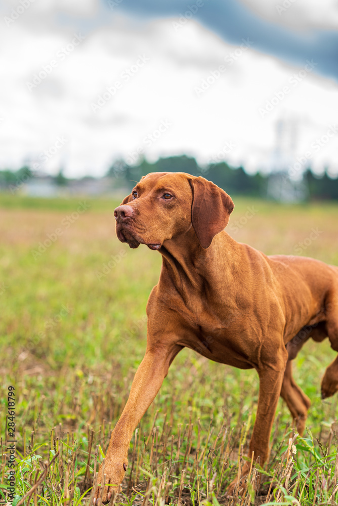 Crouching hunting dog. Closeup portrait of a Hungarian vyzhly.