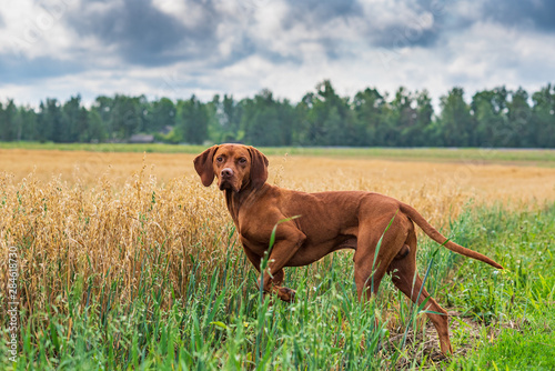 Crouching hunting dog. Closeup portrait of a Hungarian vyzhly.