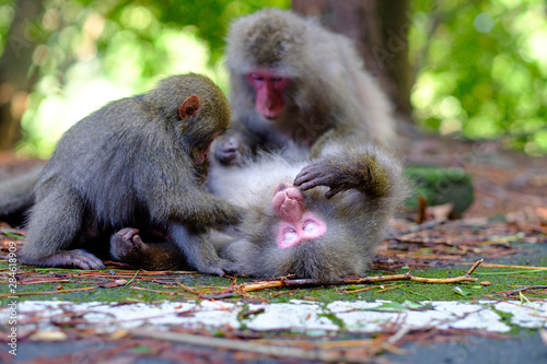 Grooming japanese monkeys in Yakushima, Japan