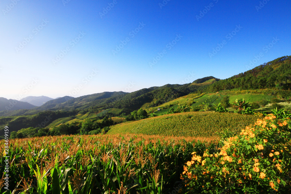 Landscape Corn farm and Mexican sunflower field with blue sky on the mountain, Thailand
