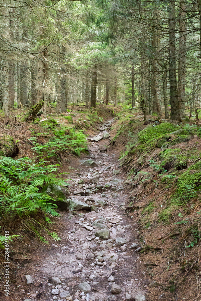 Sentier de randonnée en forêt Sentier de randonnée en forêt