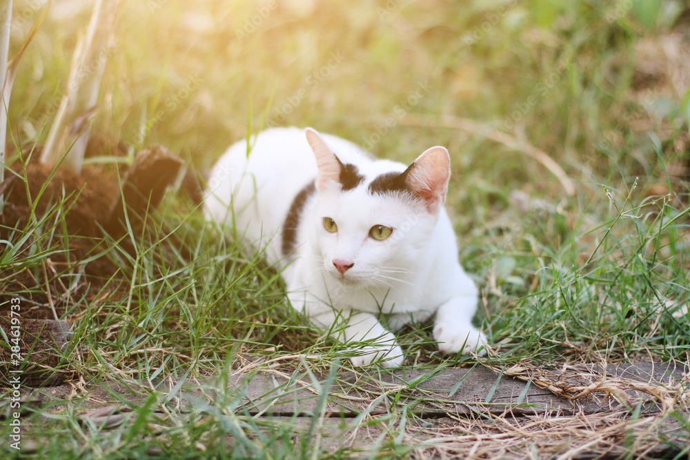 White cat enjoy and relax on green grass with natural sunlight in garden White cat enjoy and relax on green grass with natural sunlight in garden