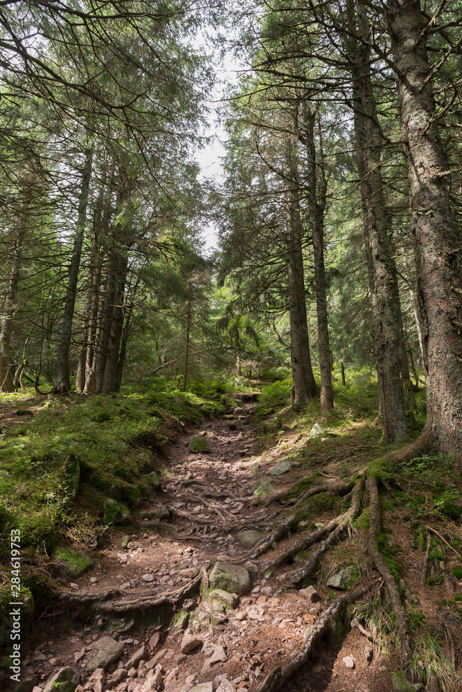 Sentier de randonnée en forêt Sentier de randonnée en forêt