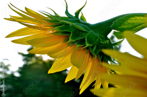 Profile of sunflower. Laden with seeds the head sags downward  photo