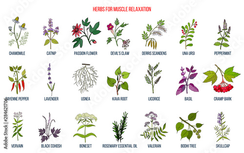 Best herbs for muscle relaxation