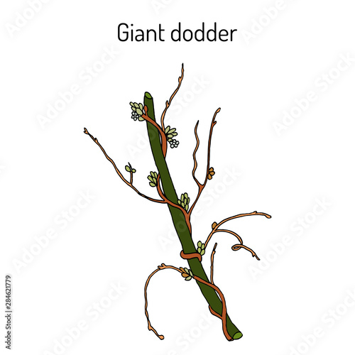 Giant dodder cuscuta reflexa , medicinal plant