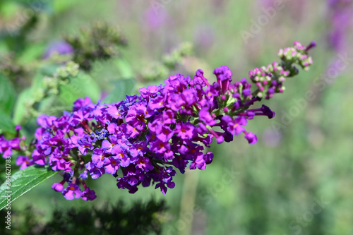 Buddleija davidii "Blue Chip Jr."