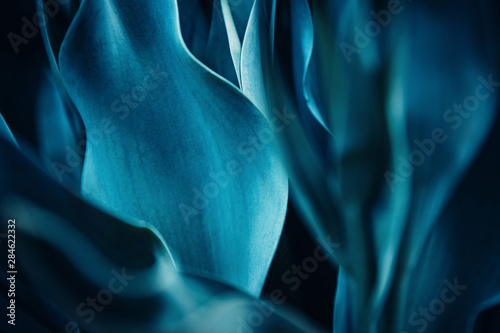 Abstract flora natural cyan blue background from flowers, macro photo photo