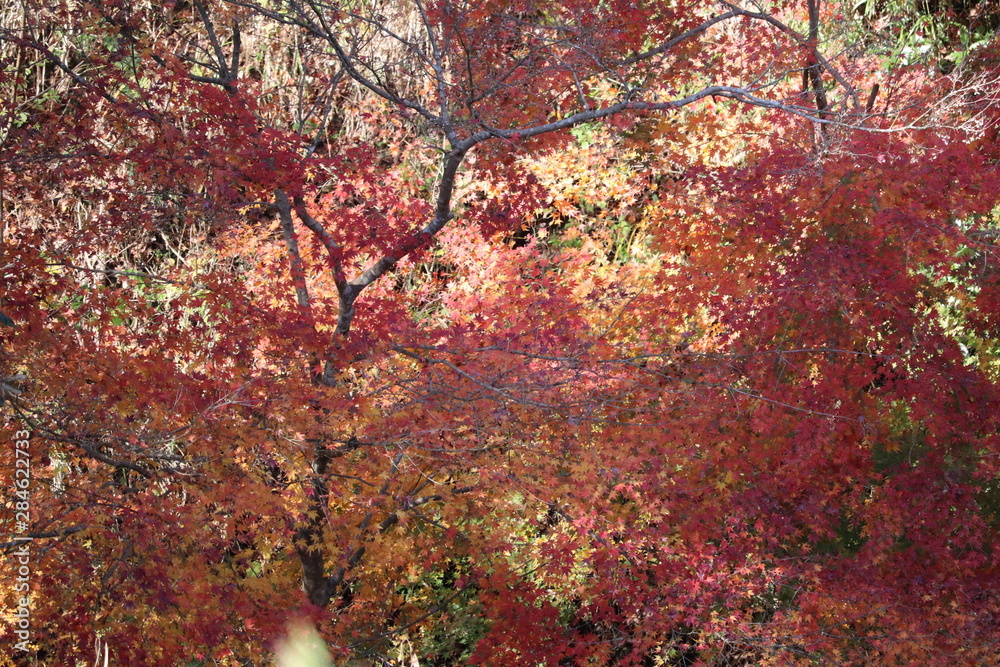 千葉君津市亀山湖周辺イチョウ紅葉