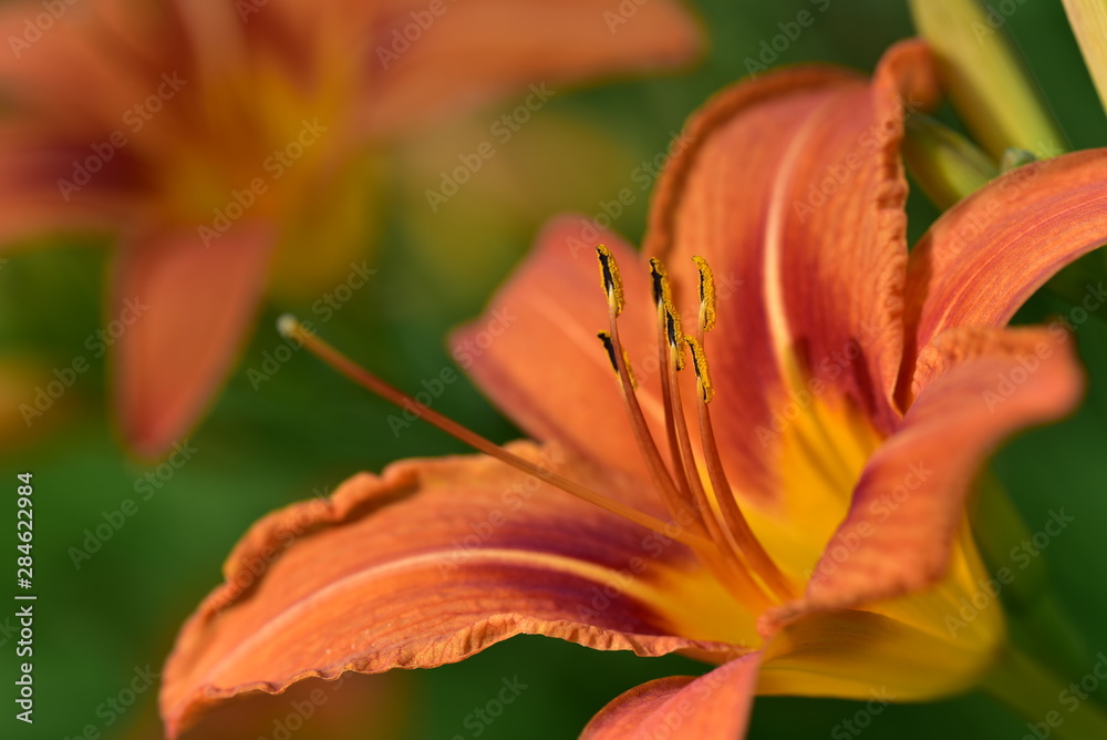 Closeup of an orange lily with yellow bee pollen in front of green background in spring