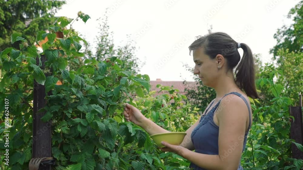 Young Woman Picking Raspberries Straight from a Raspberry Bush on a Farm in Summer. Farming, Gardening, Agriculture and People Concept Young Woman Picking Raspberries Straight from a Raspberry Bush on a Farm in Summer. Farming, Gardening, Agriculture and People Concept